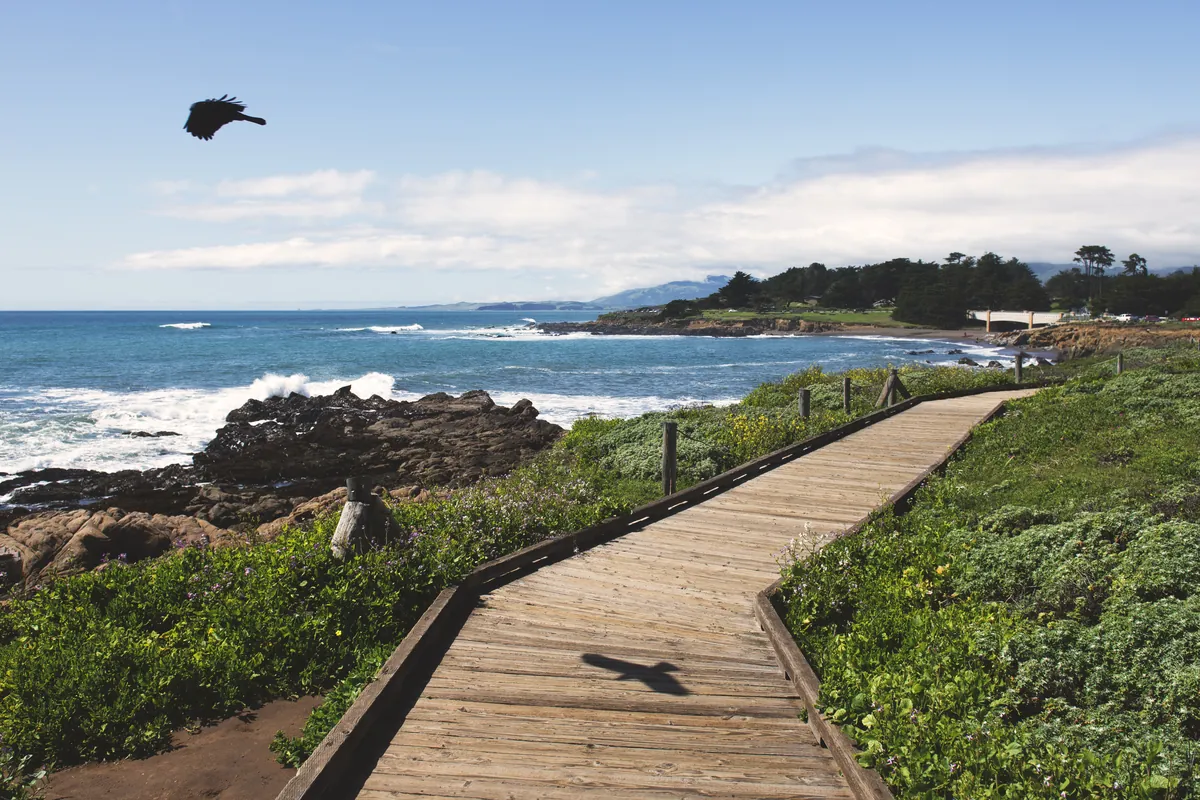 A scenic boardwalk beside the New Zealand coast