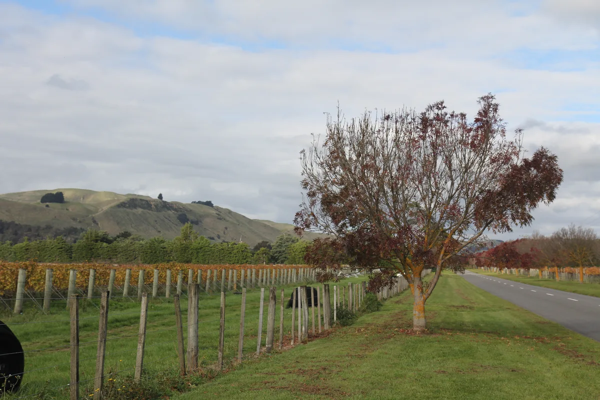 Autumn vineyards in Martinborough, Wairarapa