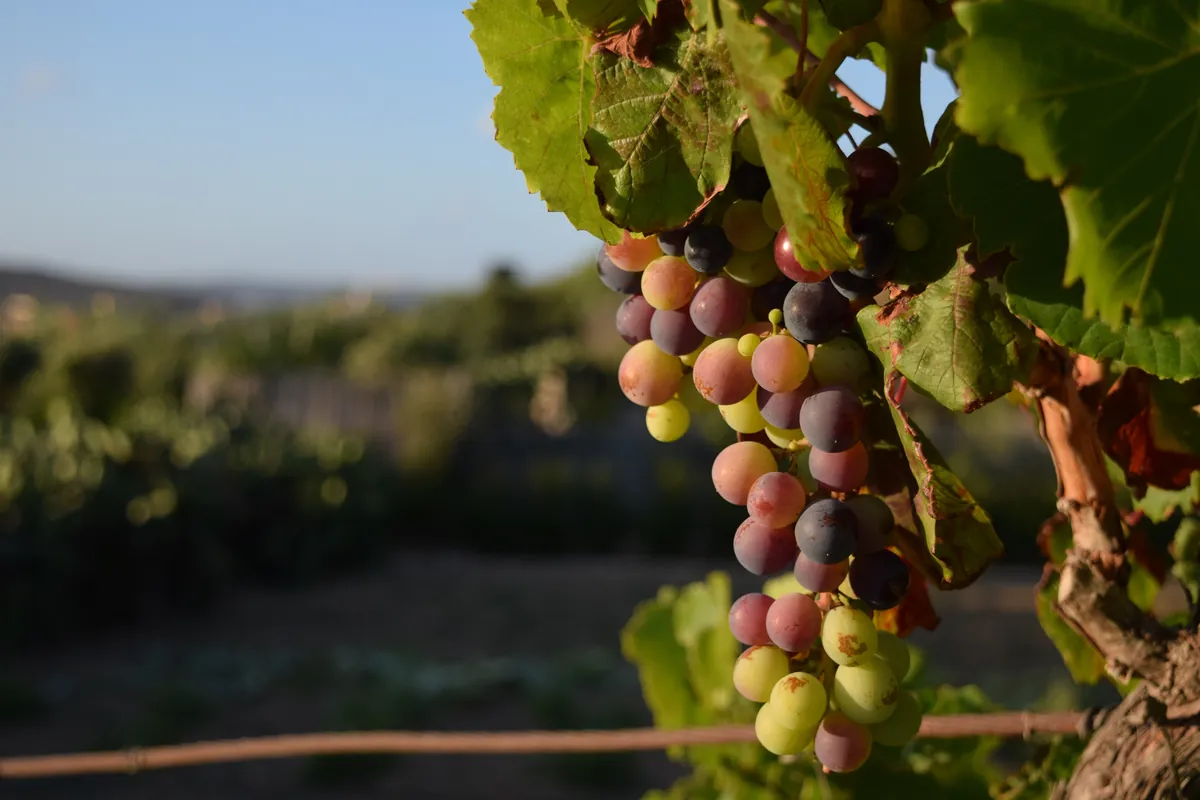 Sunlit grapes growing on a vine